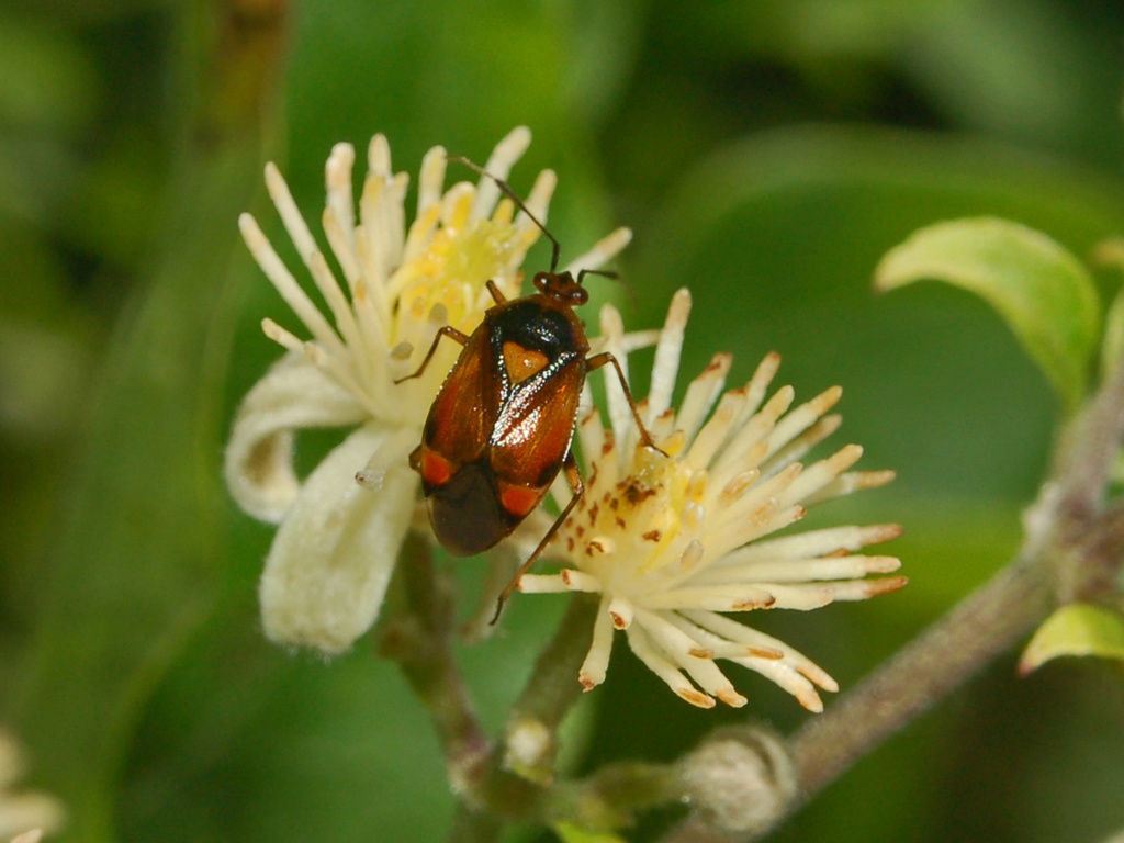 Liocoris tripustulatus